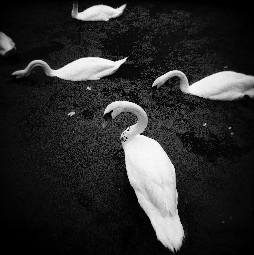 Swans