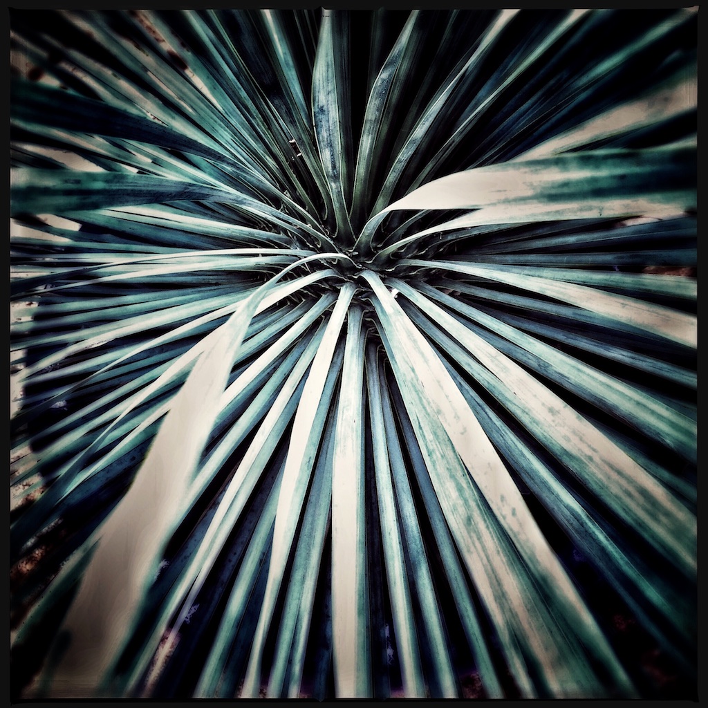 Yucca