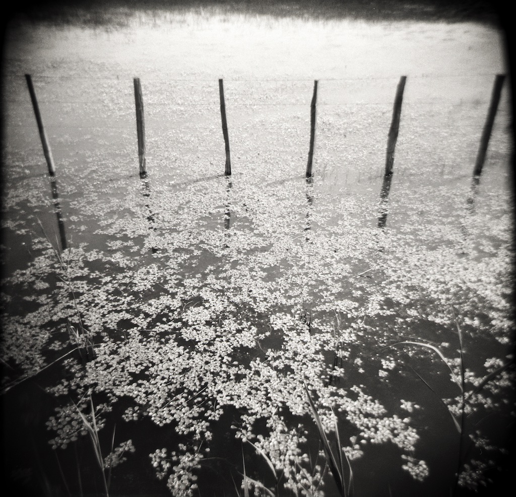 Camargue