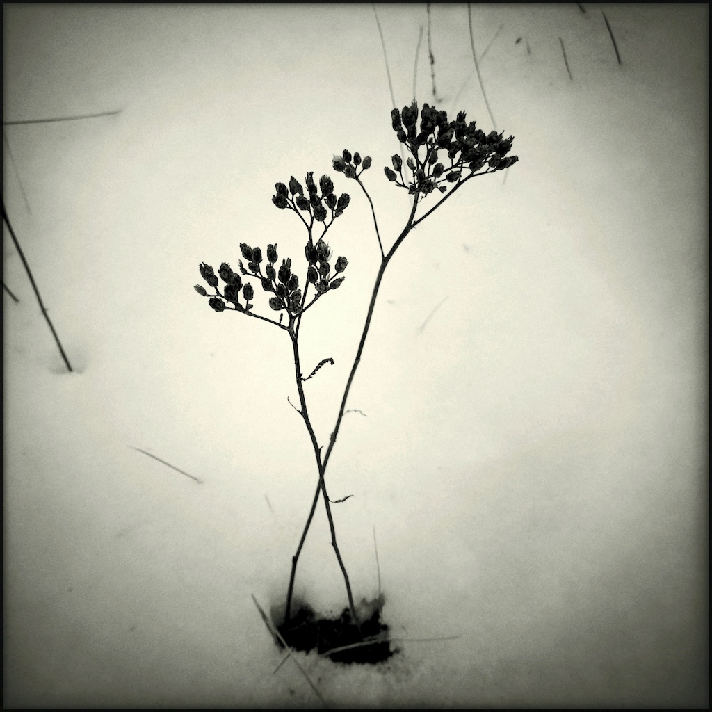 Snow