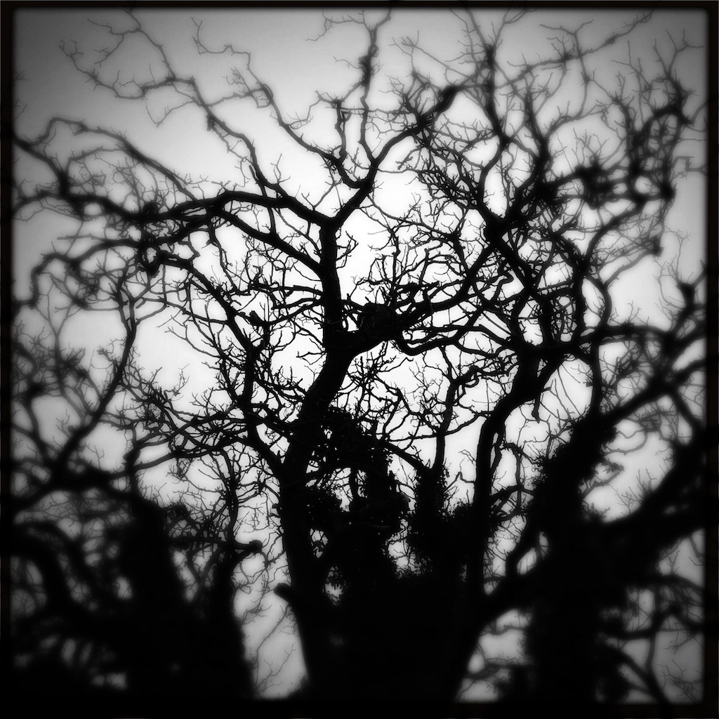 Trees