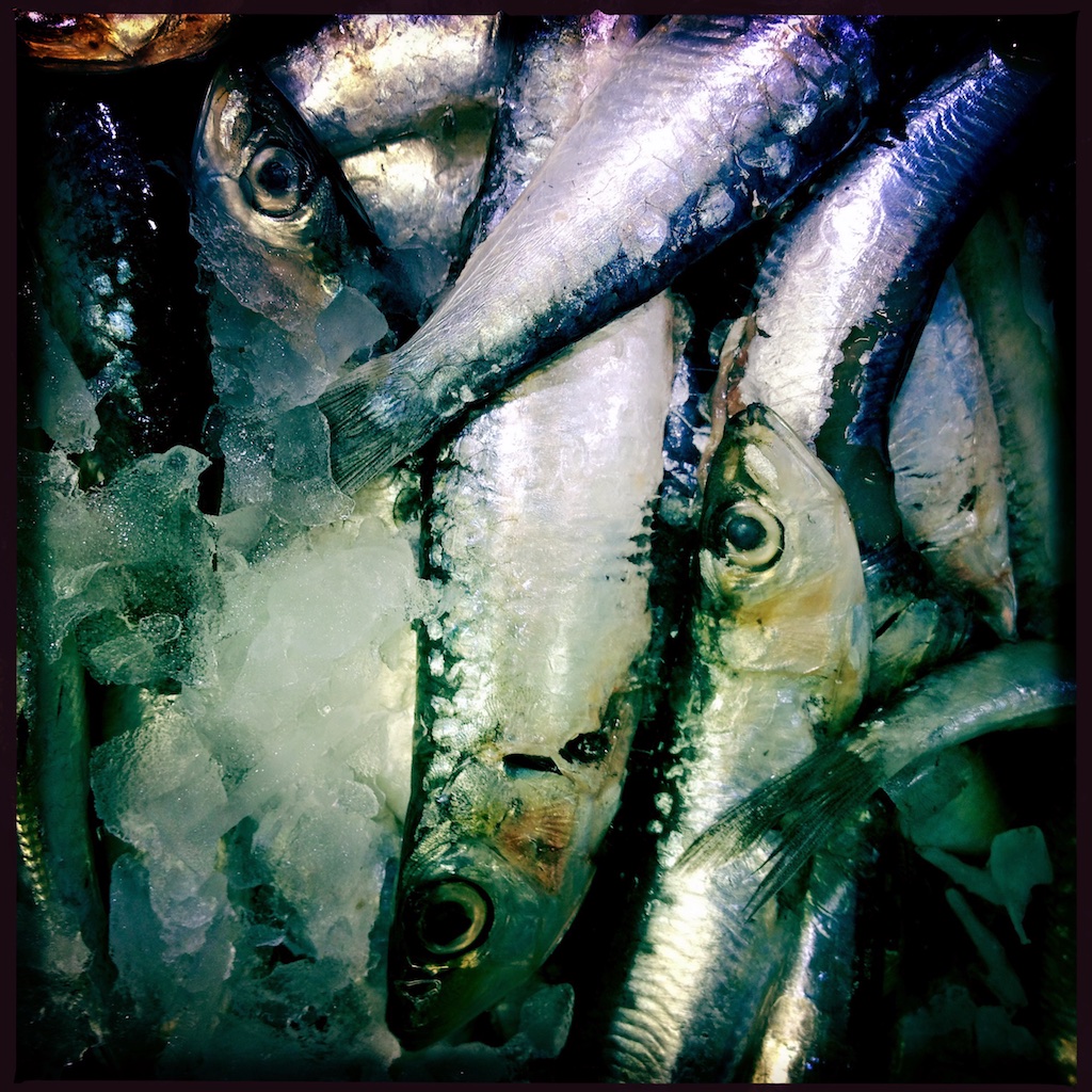 Sardines