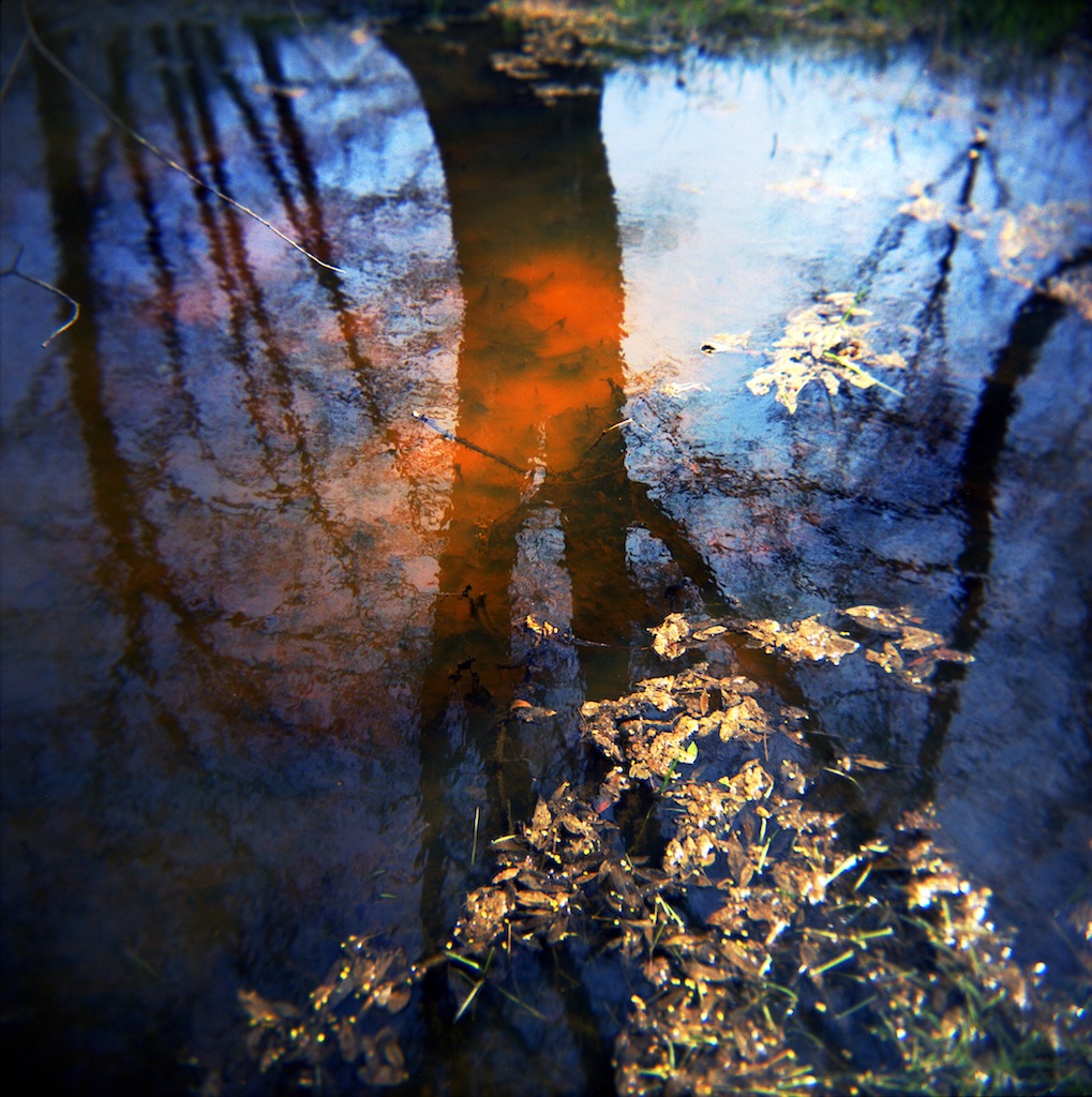 Swamp