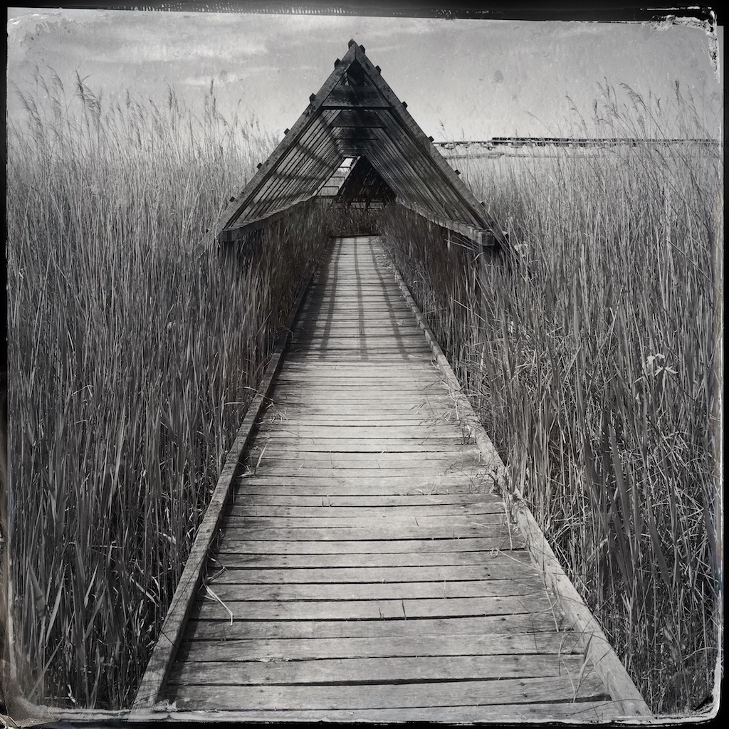 Camargue 5