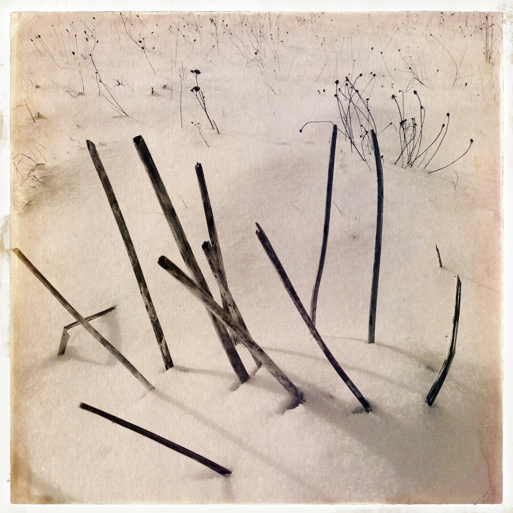 Herbs and Snow 2