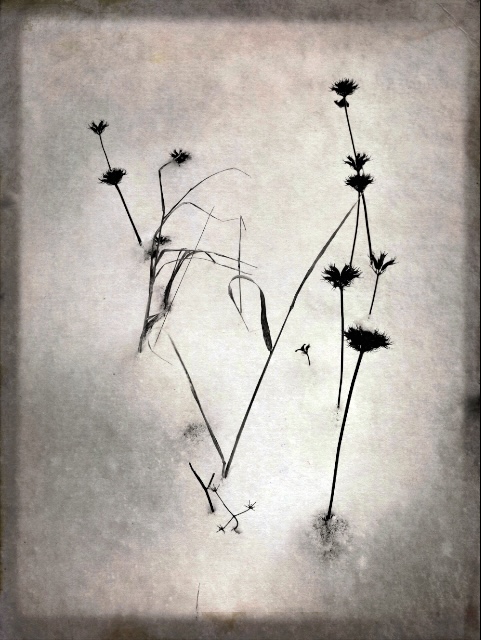 Herbs and Snow 3
