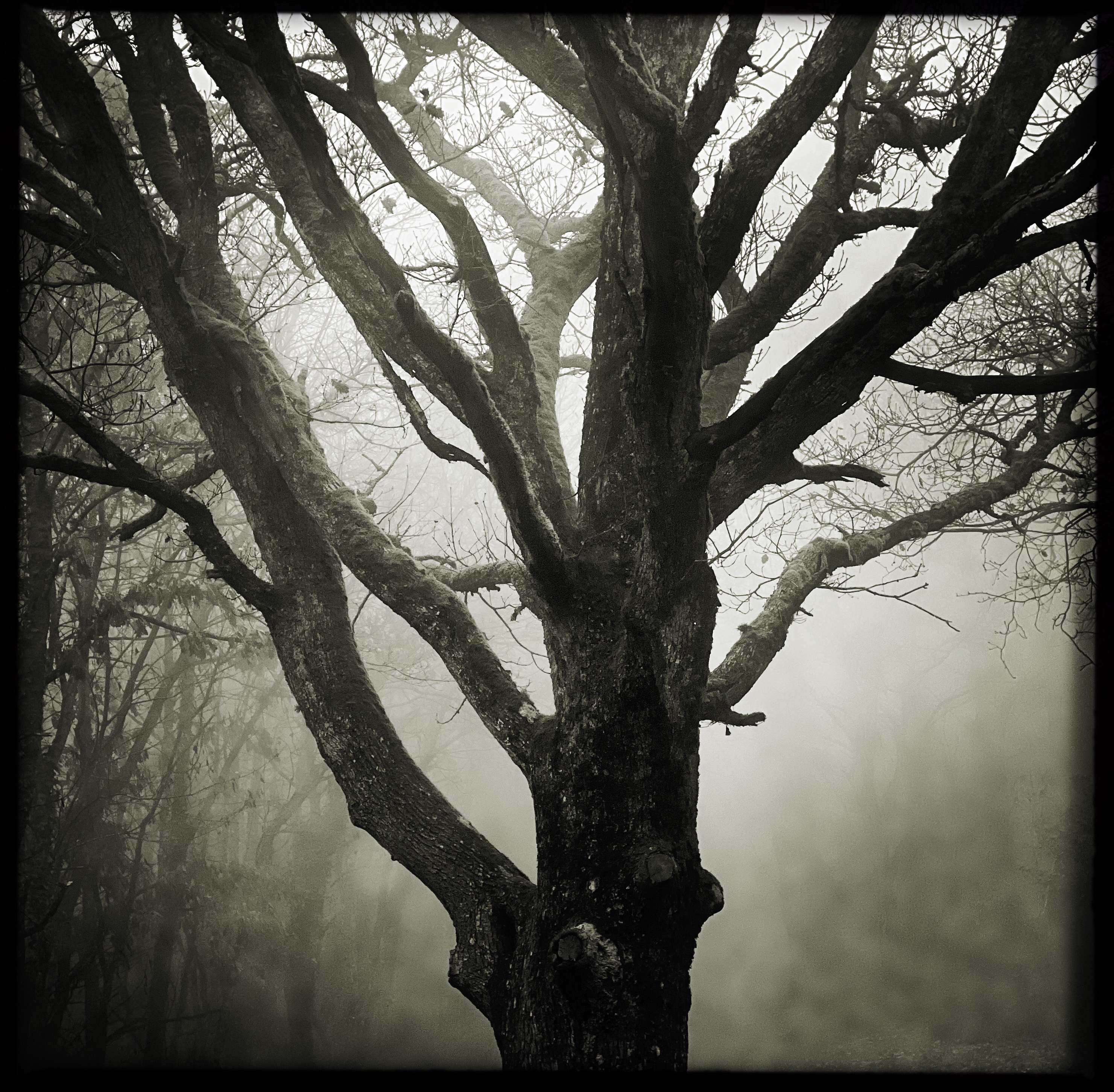 Eternal Tree