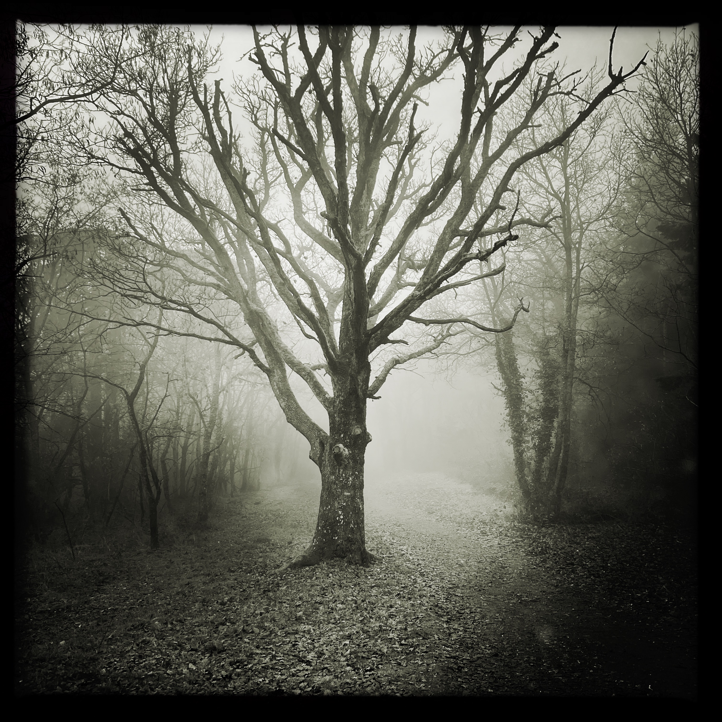 Arbre Sacré