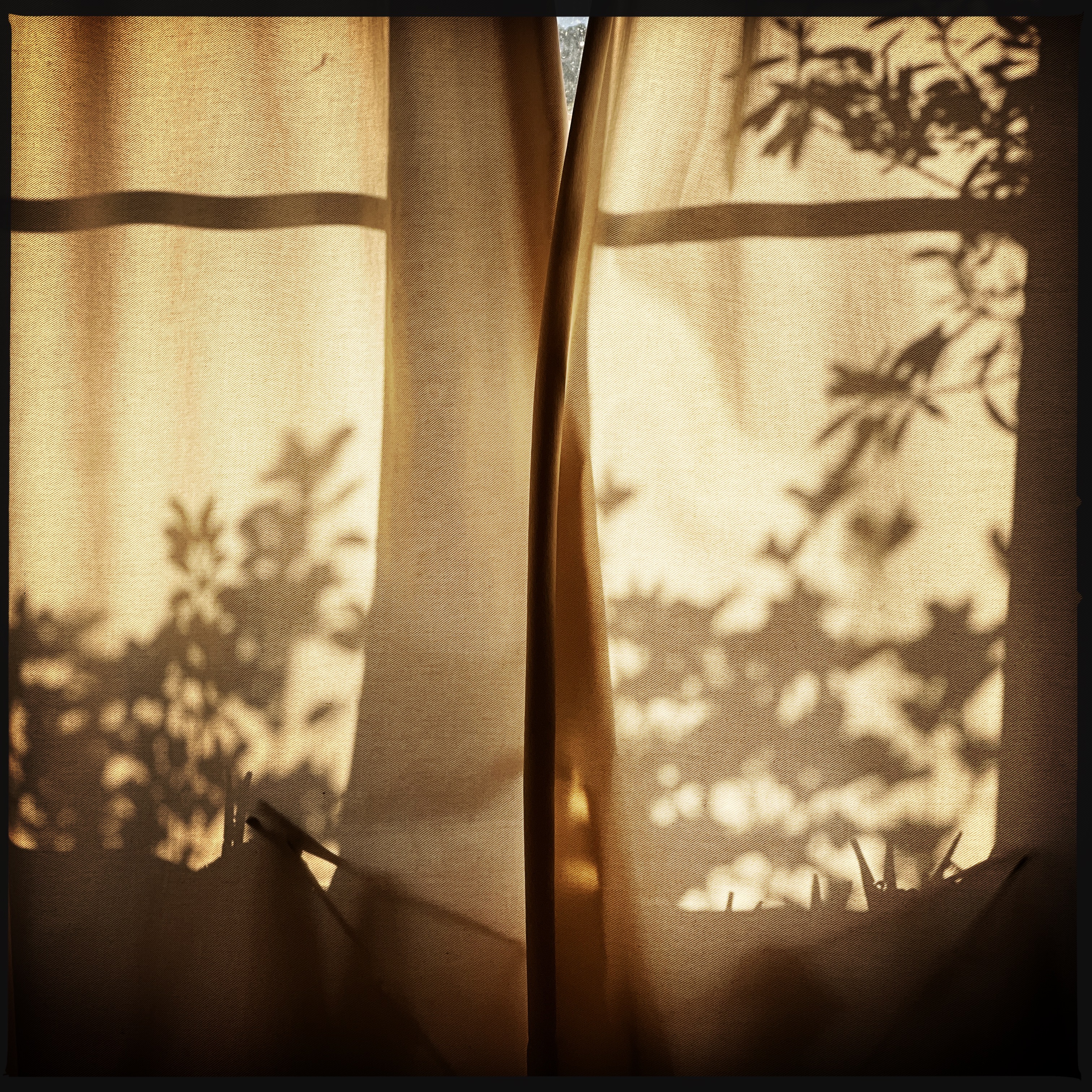 Morning Light