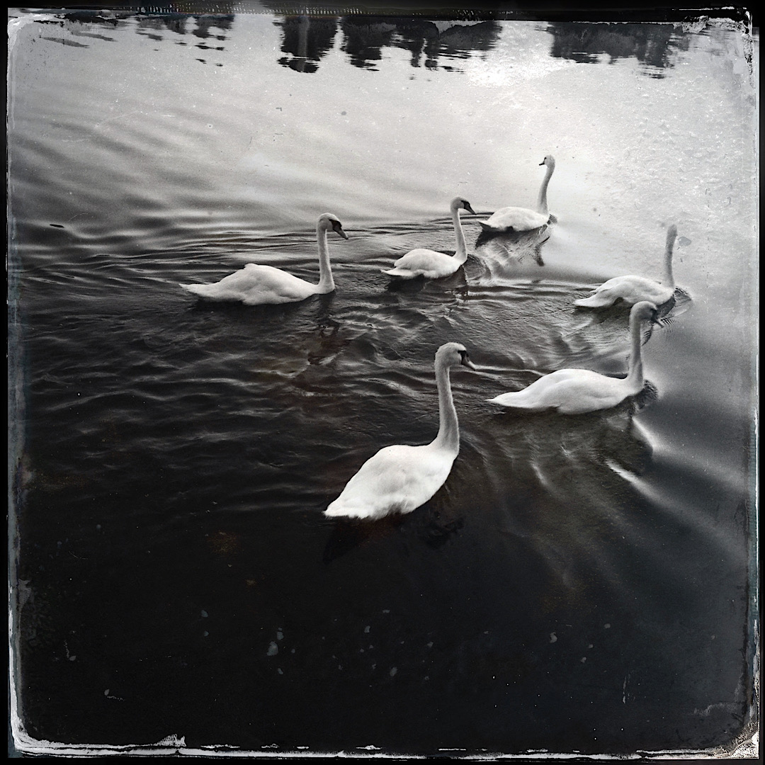 Cygnes
